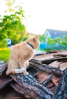 red-haired cat sitting on a summer wood