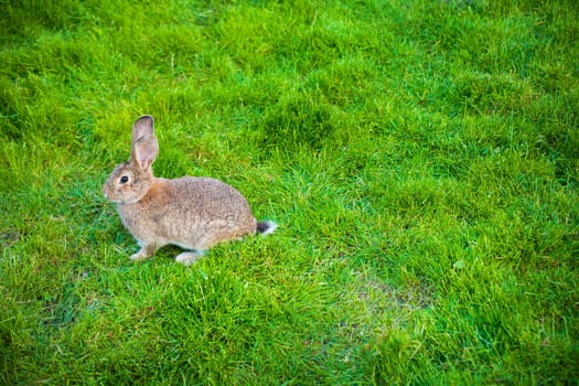 One rabbit eats grass in the garden