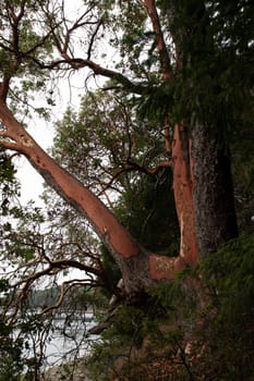 Close-up of an arbutus tree with water in the back on a small island, Russell Island, British Columbia, Canada