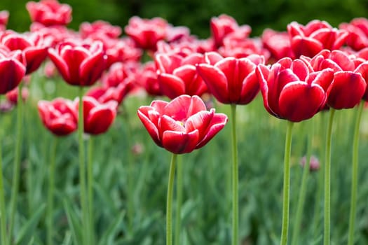 Multi colored tulips in a garden. The flowers have combination of natural colors and green leaves. Many Tulips have shades of more then one color. This was clicked during festival. High quality photo