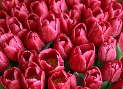 red Tulip varieties Avignon close-up. fresh bouquet of tulip buds. Close up petals. selective focus. High quality photo