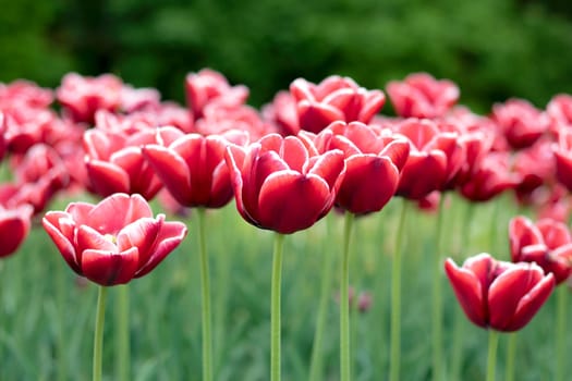 Multi colored tulips in a garden. The flowers have combination of natural colors and green leaves. Many Tulips have shades of more then one color. This was clicked during festival. High quality photo
