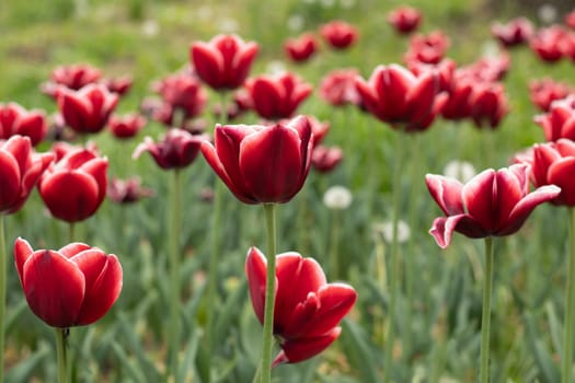 Multi colored tulips in a garden. The flowers have combination of natural colors and green leaves. Many Tulips have shades of more then one color. This was clicked during festival. High quality photo