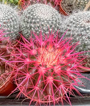 Pots with colorful Mammillaria spinosissima in plant tray on table. Colored cacti in pots. Abstract creative cactus background. Plants home decoration concept. Bright background multi-colored cacti