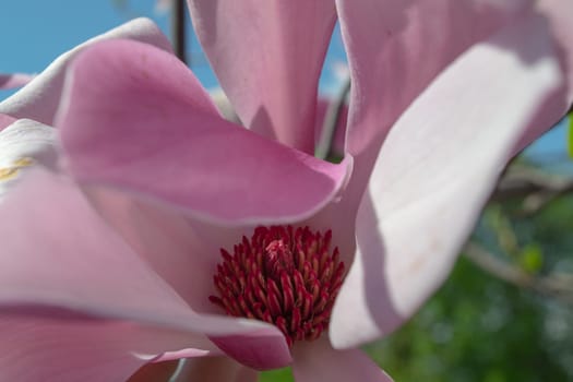 Gentle pink Magnolia soulangeana Flower on a twig blooming against clear blue sky at spring