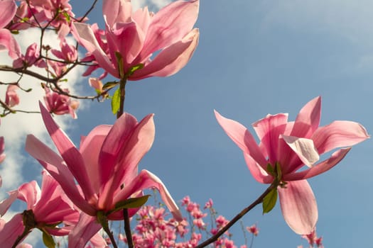 Gentle pink Magnolia soulangeana Flower on a twig blooming against clear blue sky at spring