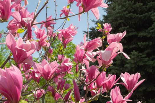 Gentle pink Magnolia soulangeana Flower on a twig blooming against clear blue sky at spring