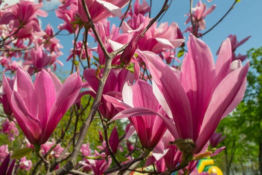 Gentle pink Magnolia soulangeana Flower on a twig blooming against clear blue sky at spring