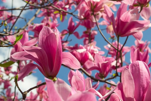 Gentle pink Magnolia soulangeana Flower on a twig blooming against clear blue sky at spring