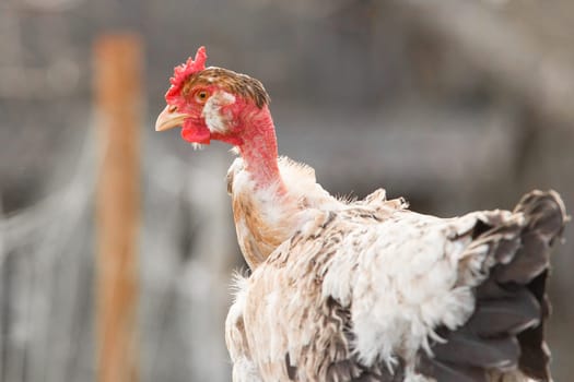 Chicken Poultry Farming of the French White-Necked Breed in the Countryside Outdoor Close Up.