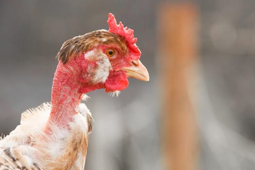 Chicken Head Poultry Farming of the French White-Necked Breed in the Countryside Outdoor Close Up.