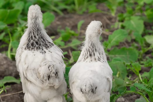 2 white brama Colombian chickens from the back against the background of green leaves, close-up.