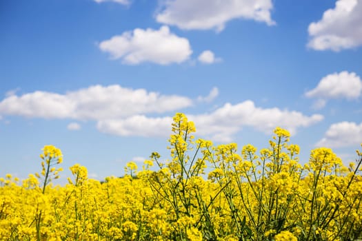 Beautiful yellow rapeseed field with a beautiful blue sky. Biofuel concept