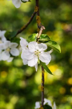 Beautiful white flowers on an apple tree branch against a blurred garden. Spring, flowering, vertical photo