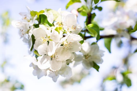 Beautiful white flowers on an apple tree branch against a blurred garden. Spring, flowering