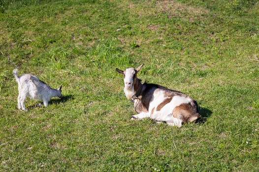 Funny goats standing among the green field, animal grazing. Rural economy. Mom and child lie on the grass