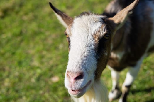 The goat looks into the camera, the goat stands among the green field, grazing the animal. Rural economy. Close-up