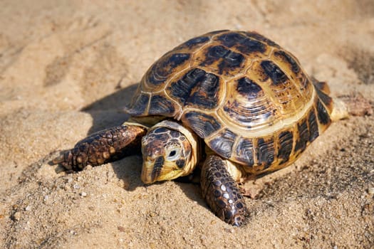 Russian tortoise in the sand. Land turtle close up