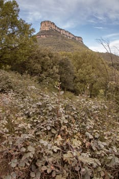 scenic landscape showing mountains and forest