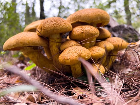 Cluste r of golden honey mushrooms grows among dry pine needles in the forest. High quality photo