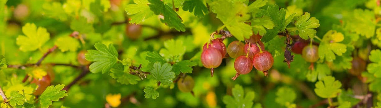 Fresh gooseberry on a branch of a gooseberry Bush in the garden. Close-up view of organic gooseberry berries