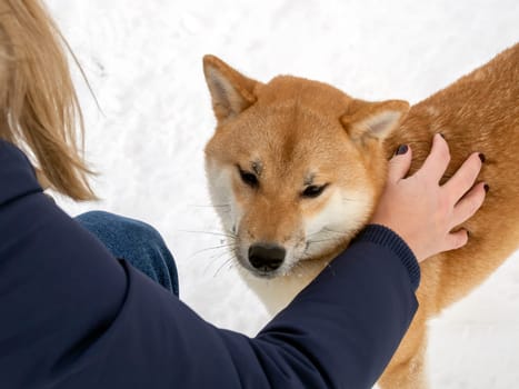 Japanese red coat dog is in winter forest. Portrait of beautiful Shiba inu male standing in the forest on the snow and trees background. High quality photo. Walk in winter