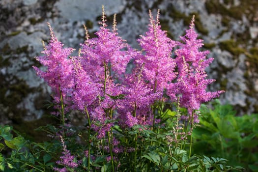 Blooming pink astilbes in a flower bed in the garden.