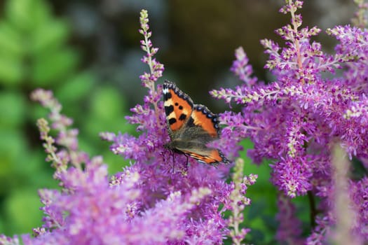 Butterfly urticaria on pink astilba in the garden.