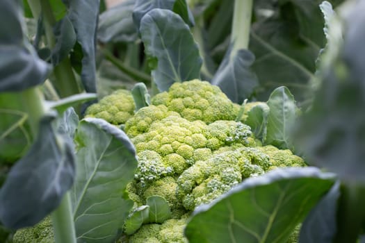 Close-up of large broccoli on a garden bed.