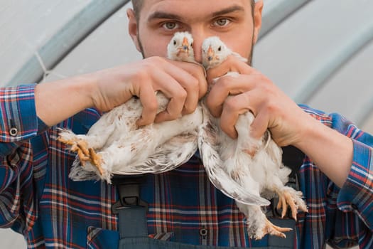 A male farmer caucasian handsome rural funny man in a shirt and overalls holds a two white brama chicken in his hands, close up.