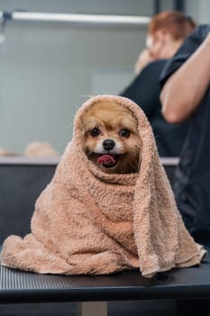 A woman wipes a Pomeranian with a beige towel after washing. Spitz dog in the grooming salon