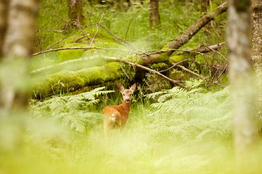 Nature, spring and environment with deer in forest for wildlife, summer and hunting. Newborn, wilderness and fauna with animal in grass field of woods for peaceful, meadow and natural ecosystem.