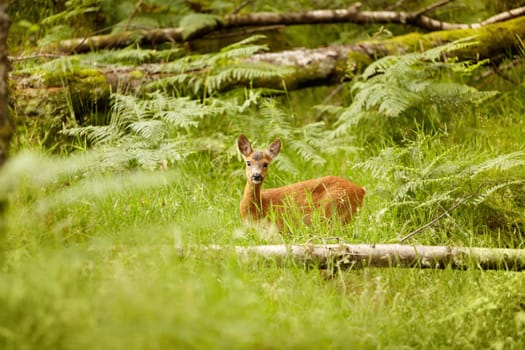 Nature, baby and environment with deer in forest for wildlife, summer and hunting. Newborn, wilderness and fauna with animal in grass field of woods for peaceful, meadow and natural ecosystem.