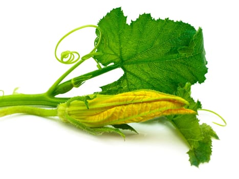 Flowers, leaves marrow fruits isolated