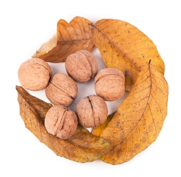 Fresh ripe Walnut isolated on a white background.