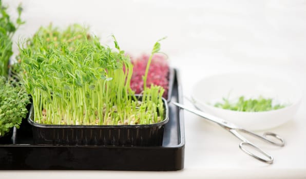 The concept of a healthy diet, growing microgreens - boxes of red amaranth, mustard, arugula, peas, cilantro on a home white windowsill. I cut with scissors