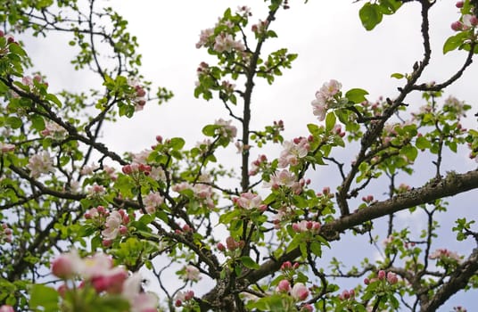 Beautiful old apple tree garden blossoming on sunny spring day.