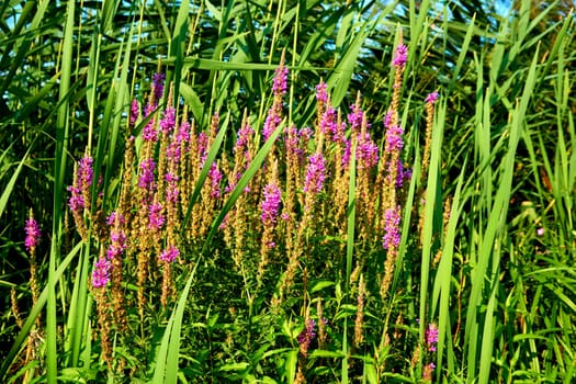 a tall, slender eaved plant of the grass family, which grows in water or on marshy ground. Wild pink flowers in a thicket of green reeds on a sunny day