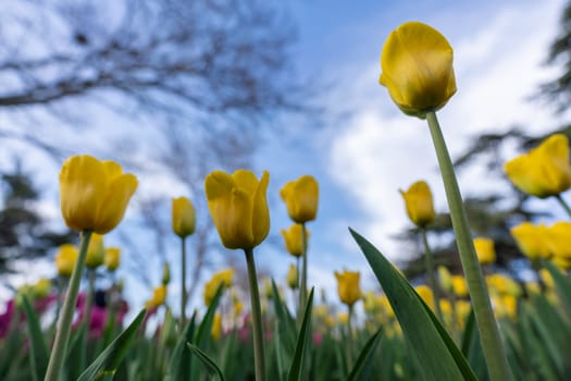 Tulips in a flower bed, yellow and pink flowers against the sky and trees, spring flowers