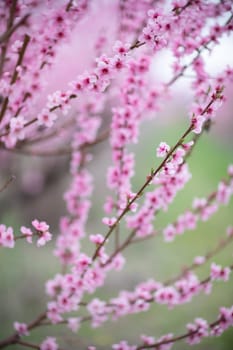 A peach blooms in the spring garden. Beautiful bright pale pink background. A flowering tree branch in selective focus. A dreamy romantic image of spring. Atmospheric natural background.