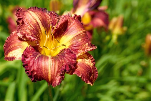 an Old World plant of the iris family, with sword-shaped leaves and spikes of brightly colored flowers, popular in gardens and as a cut flower. Summer bright red orange gladiolus and juicy greenery