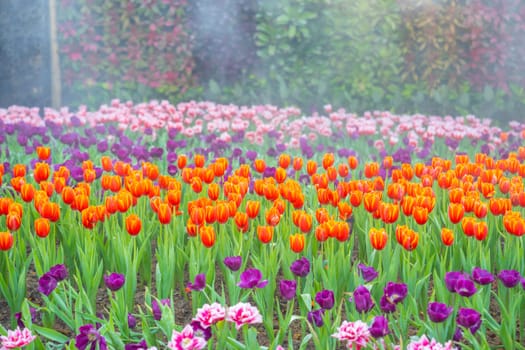 Beautiful orange and pink tulip in the garden, natural background