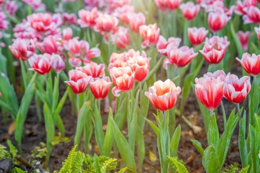 Beautiful red white tulips garden spring is coming spring season backgrounds concept