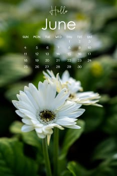 June 2023 calendar page with white chrysanthemum in garden.