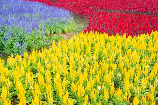 Row of yellow and red color cockscomb (Celosia Cristata) flower with Purple Salvia flowers in the garden field. Colorful flower in field.