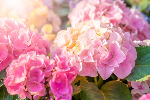 Blooming pink hydrangea or hortensia flowers with sunlight in the garden.