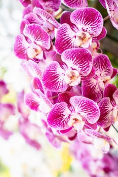 View of a cluster of small magenta and white colored Phalaenopsis orchids.