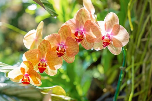 Beautifully blooming ocean orchid in garden.