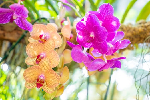 Purple orchids, Ascocenda, Vanda hybrids blooming in orchid house in bright sunlight and green leaves blur background.