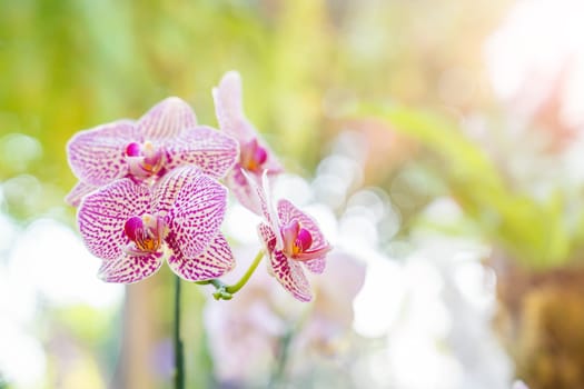 Blooming Pink Phalaenopsis Orchid Flowers on Natural Blurred Background